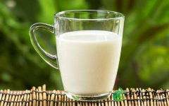 牛奶减肥法_手把手教你如何用牛奶减肥(附食谱)