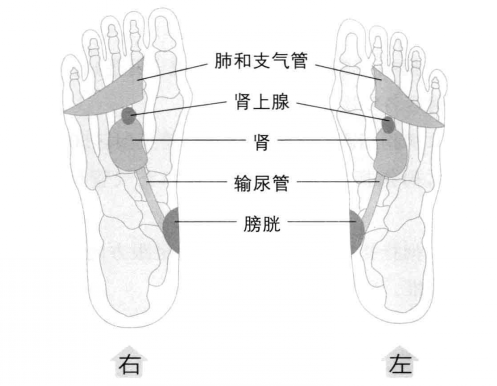 子宫脱垂足疗按摩治疗方法_子宫脱垂足浴泡脚方及贴敷注意事项