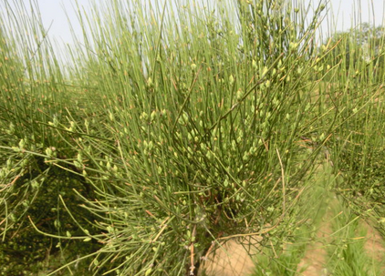 麻黄细辛附子汤证与麻黄附子甘草汤证的区别于对比