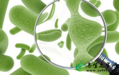 什么是微生物酵素？微生物酵素有什么特点