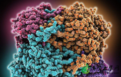 什么是过氧化氢酶?过氧化氢酶的作用