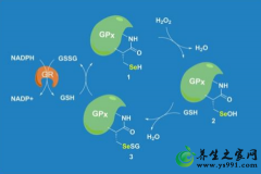 什么是谷胱甘肽过氧化物酶？
