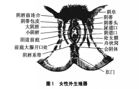 女性围绝经期外生殖器及内阴、外阴道的变化
