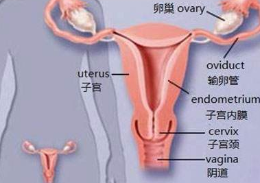 子宫增大一定是患了肿瘤吗?子宫肌瘤会引起子宫增大吗?