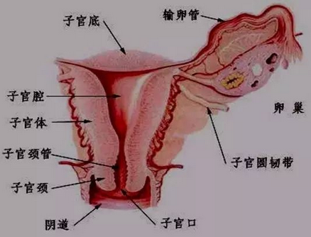 子宫的解剖结的是怎样的？子宫的解剖分层