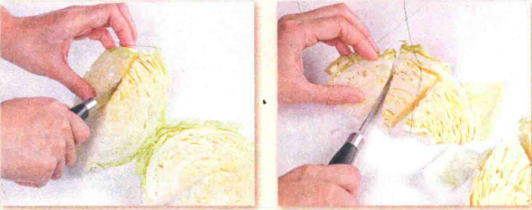 卷心菜可以制作酵素吗?如何用卷心菜制作酵素?