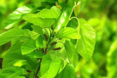 桑叶桑葚茶的做法、作用功效_桑叶桑葚茶怎么做