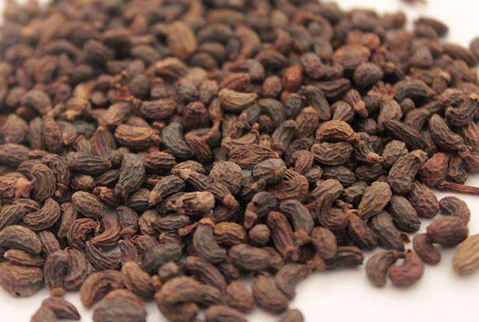 女贞子与旱莲草配伍的药对作用与功效_一起同用的好处与用量