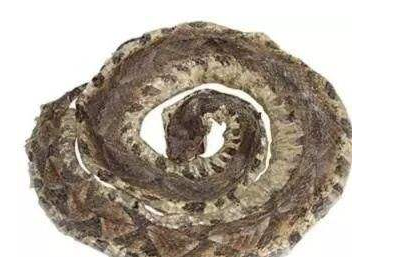 金钱白花蛇、蕲蛇、乌梢蛇的功效异同_相同不同点与区别与对比