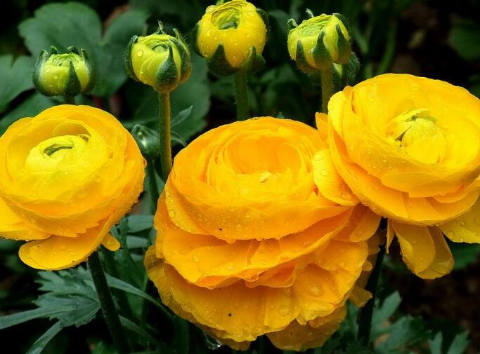 毛莨中毒症状表现与解救方法_毛莨中毒的诊断、后遗症与案例