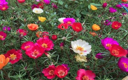 中药半枝莲的配伍应用与药对禁忌_半枝莲的性味归经功效作用