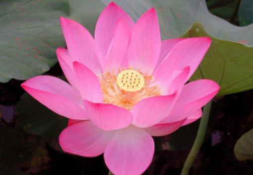 荷花美容的功效与作用_荷花怎么吃美容养颜效果好？