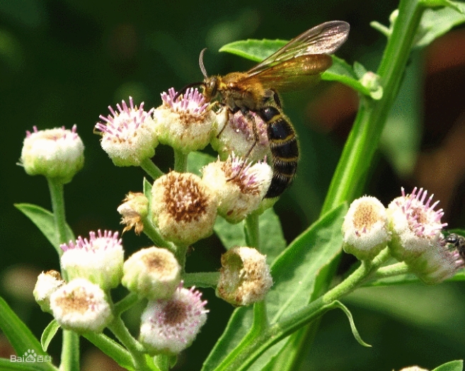 六棱菊的偏方与民间单方大全