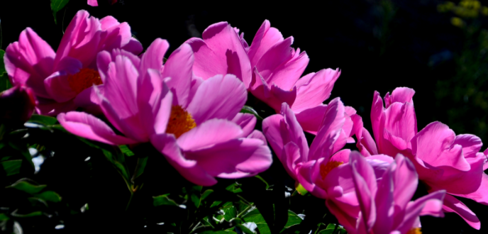 芍药花怎么怎么食用？芍药泡水泡茶泡酒有什么好处