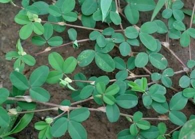 鸡眼草的验方处方大全_鸡眼草的小偏方与用法吃法