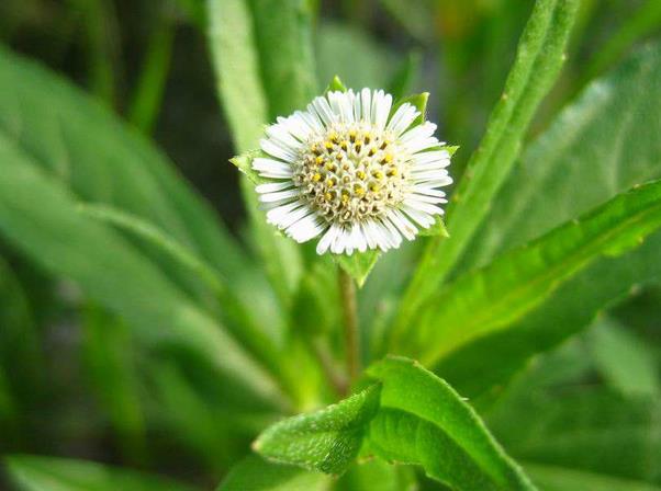 旱莲草的验方处方大全_旱莲草的小偏方与用法吃法