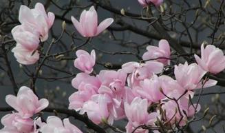 辛夷花的验方处方大全_辛夷花的小偏方与用法吃法