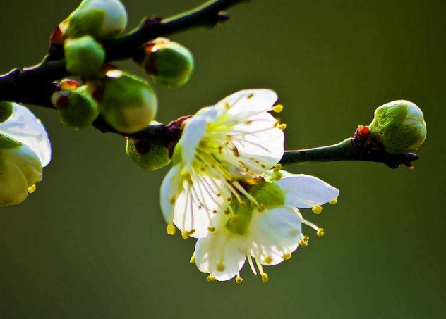 绿萼梅的配伍应用与禁忌_绿萼梅与什么药配对一起同用