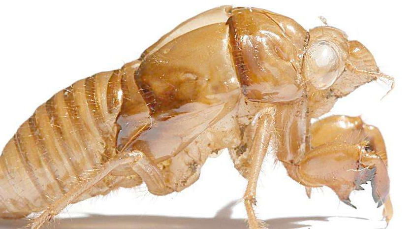 蝉蜕的配伍应用与禁忌_蝉蜕与什么药配对一起同用