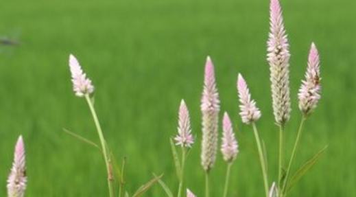 青葙子的配伍应用与禁忌_青葙子与什么药配对一起同用
