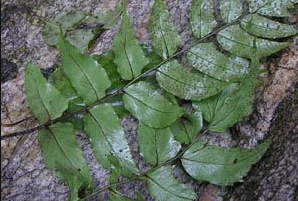 贯众的配伍应用与禁忌_贯众与什么药配对一起同用