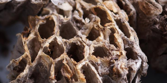 露蜂房的配伍应用与禁忌_露蜂房与什么药配对一起同用