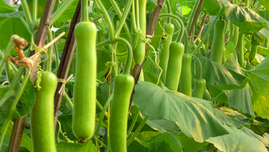 瓠瓜的食疗作用与保健功效禁忌_瓠瓜的养生吃法做法食谱