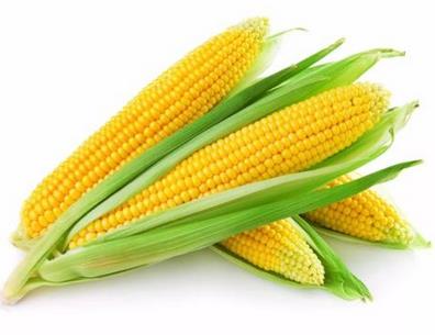 玉米的营养价值与食用禁忌_玉米的营养成分与性征用法