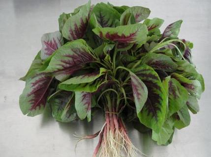 苋菜的营养价值与食用禁忌_苋菜的营养成分与性征用法