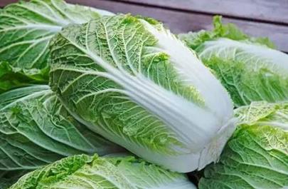 白菜的营养价值与食用禁忌_白菜的营养成分与性征用法