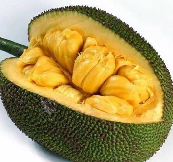 菠萝蜜的营养价值与食用禁忌_菠萝蜜的营养成分与性征用法