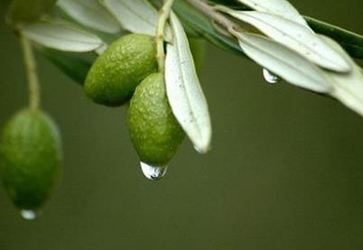 橄榄的营养价值与食用禁忌_橄榄的营养成分与性征用法