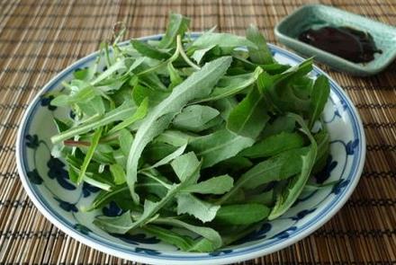 苦菜的营养价值与食用禁忌_苦菜的营养成分与性征用法
