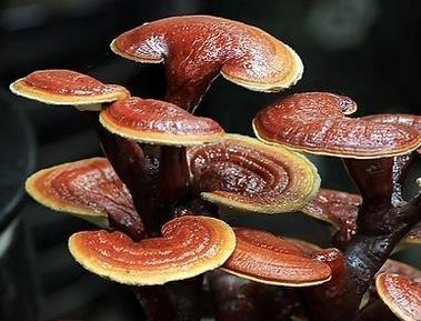灵芝的营养价值与食用禁忌_灵芝的营养成分与性征用法