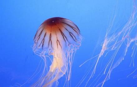 海蜇的营养价值与食用禁忌_海蜇的营养成分与性征用法