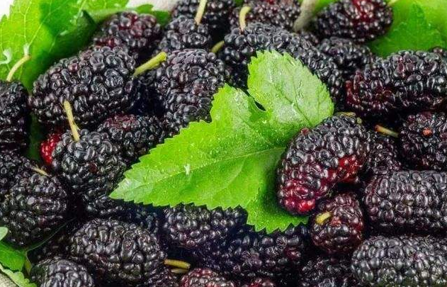 桑葚的作用与功效价值_桑葚的药用价值、吃法与食疗方