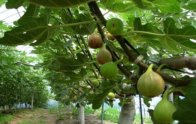 无花果的作用与功效价值_无花果的药用价值、吃法与食疗方