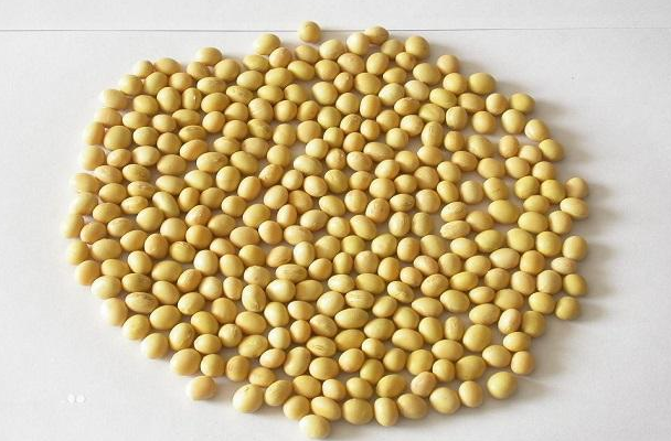 大豆黄卷的性味归经与作用功效禁忌_营养价值与成分药理