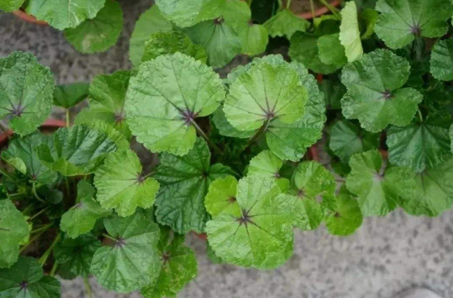 冬苋菜的性味归经与作用功效禁忌_营养价值与成分药理