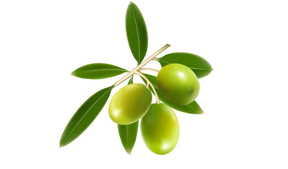 橄榄的性味归经与作用功效禁忌_营养价值与成分药理