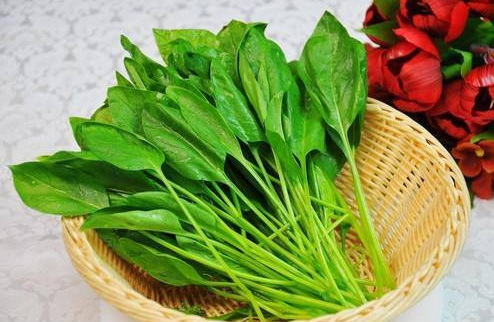 菠菜的性味归经与作用功效禁忌_营养价值与成分药理
