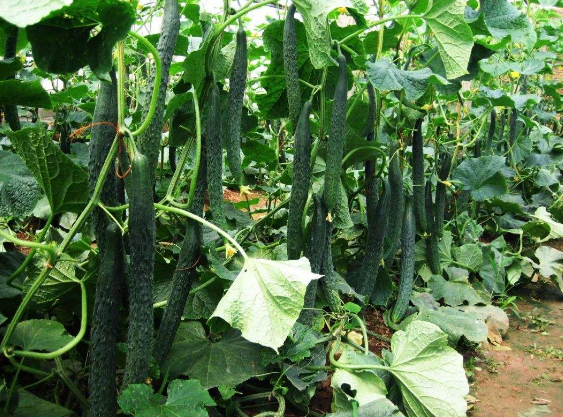黄瓜的性味归经与作用功效禁忌_营养价值与成分药理