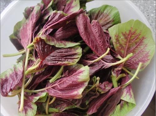 苋菜不能和什么一起同吃？与苋菜相宜相克的食物有哪些