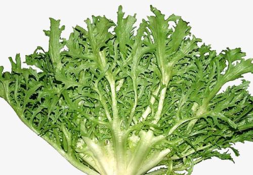苦菜不能和什么一起同吃？与苦菜相宜相克的食物有哪些