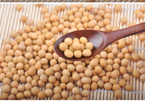 黄豆不能和什么一起同吃？与黄豆相宜相克的食物有哪些