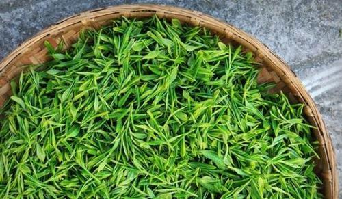 茶叶不能和什么一起同吃？与茶叶相宜相克的食物有哪些
