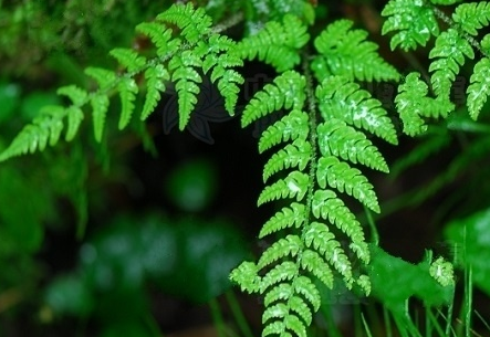 贯众的副作用与禁忌_贯众的危害与不良反应