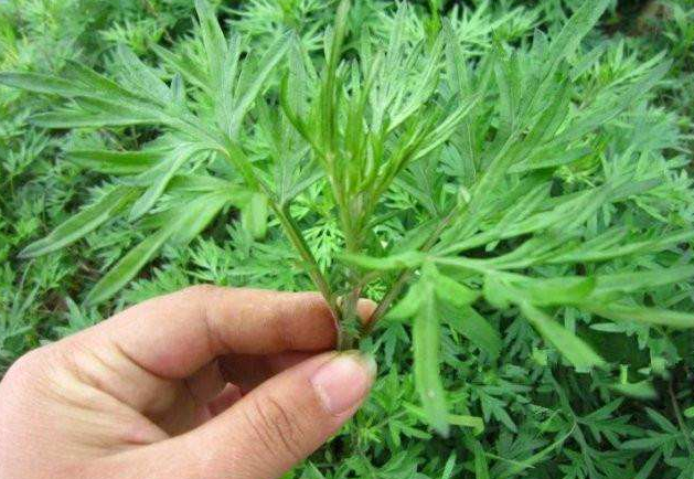 中药鹤草芽有毒吗？鹤草芽毒理、中毒剂量与中毒反应
