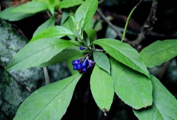 中药毛莨有毒吗？毛莨毒理、中毒剂量与中毒反应