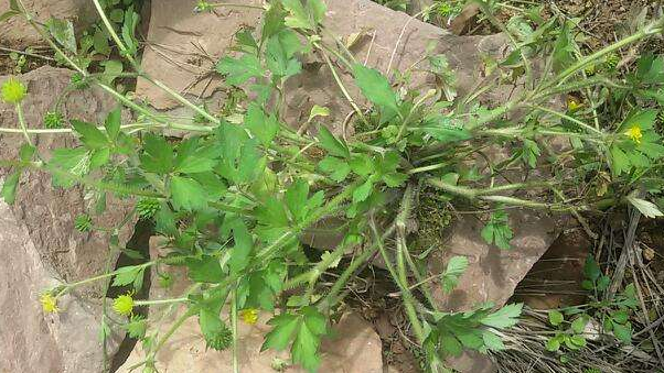 中药鹅不食草一般用量是多少克_鹅不食草的用法用量